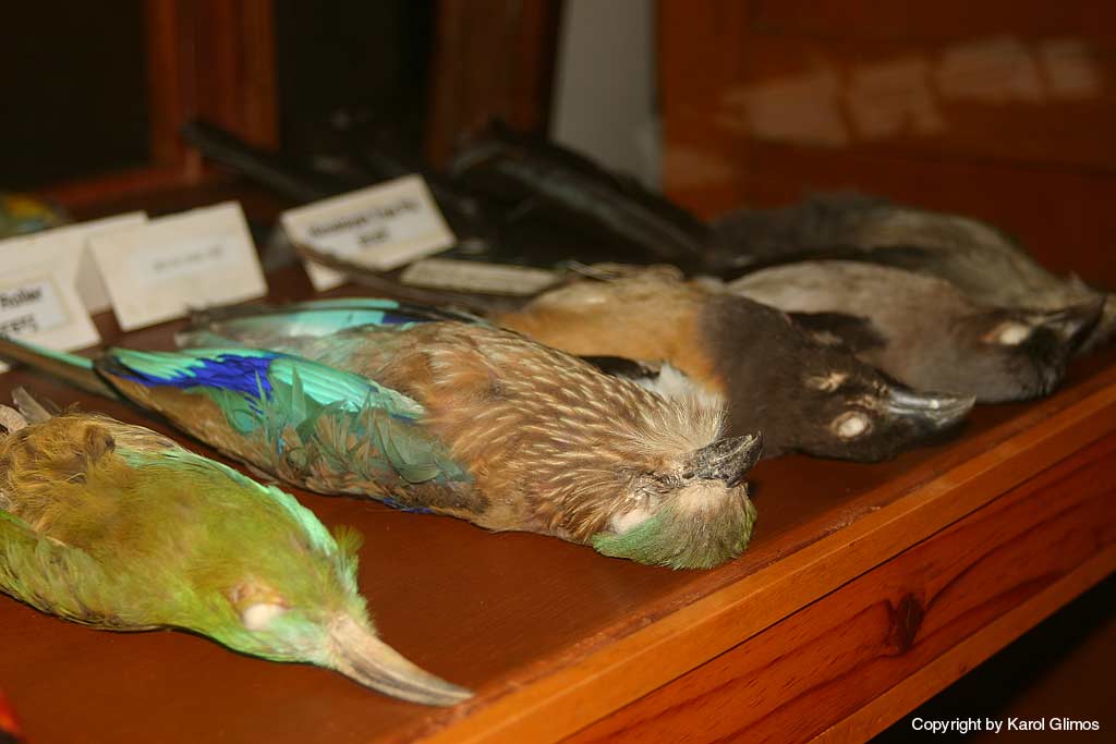 Natural history museum, Pokhara,Nepal Natural history museum, Pokhara,Nepal