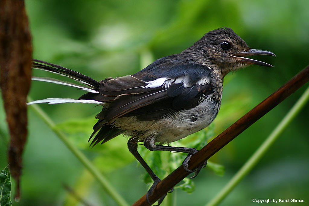 Benaulim, Goa,-Indie