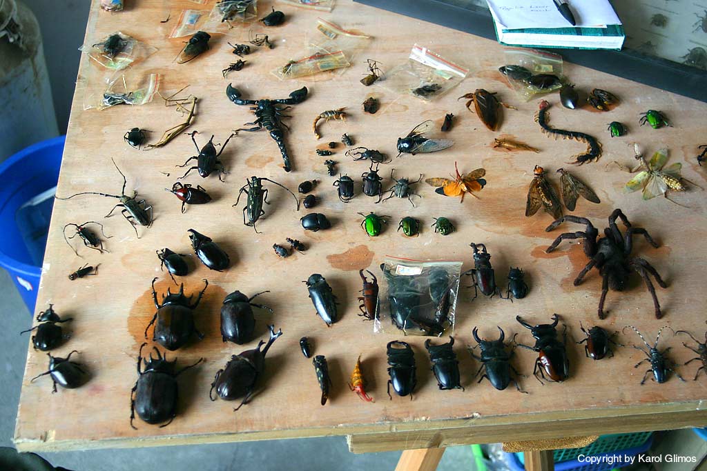 zakupy owad�w - Yiwu, Chiny