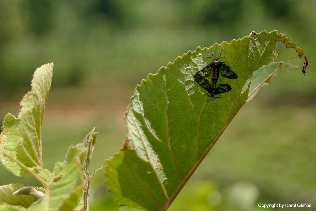 Dhundagarda, Gorkha, Nepal