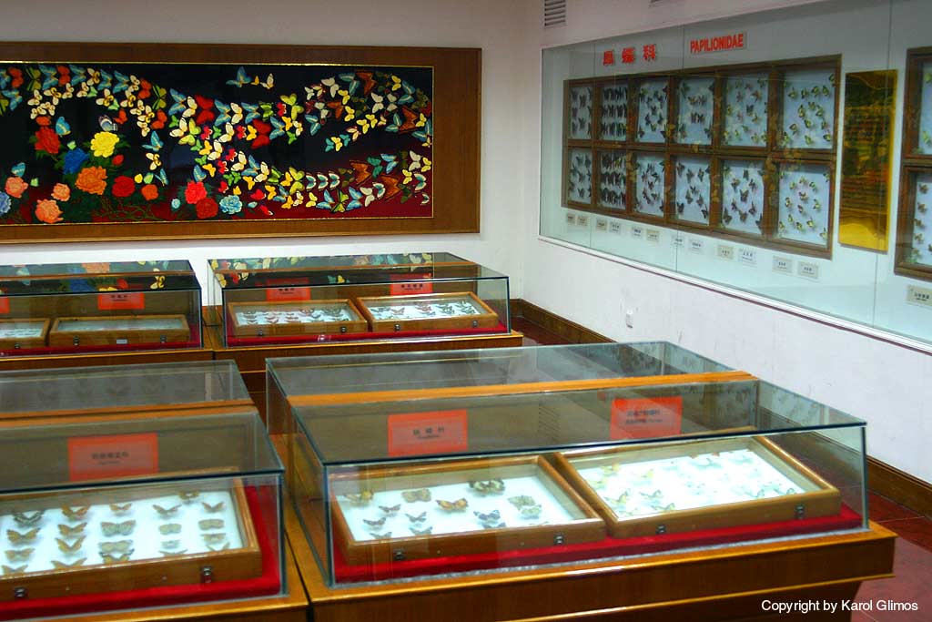 Butterflies museum, Xindu, Chiny