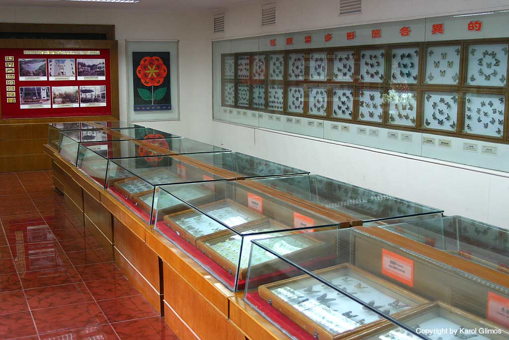 Butterflies museum, Xindu, Chiny