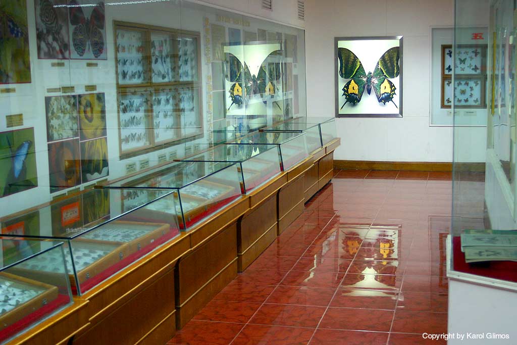 Butterflies museum, Xindu, Chiny