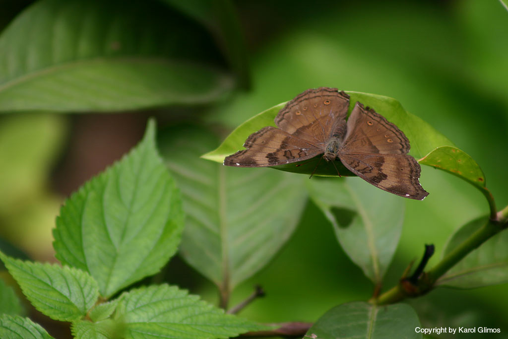 Benaulim, Goa,-Indie